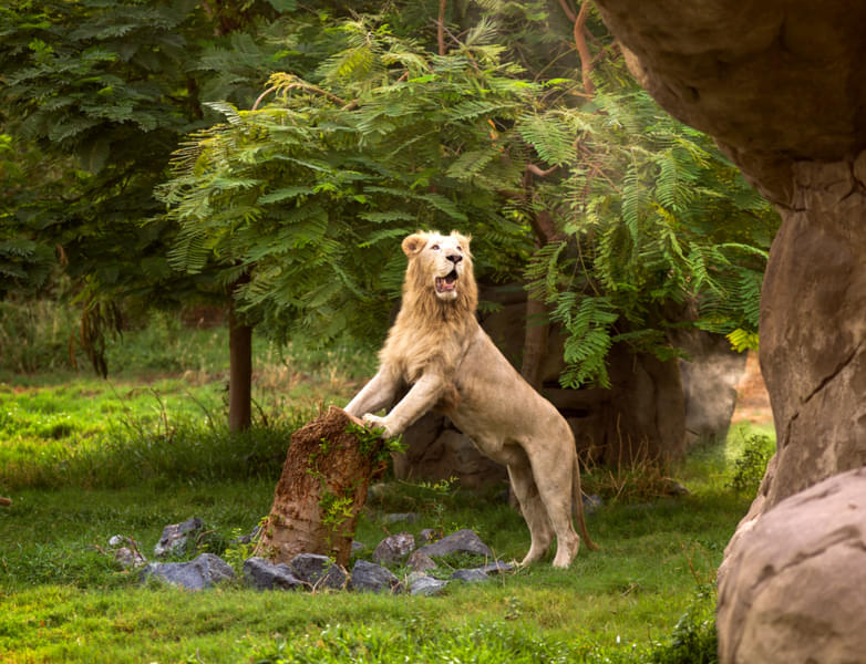 Spot lions at the Explorer Village