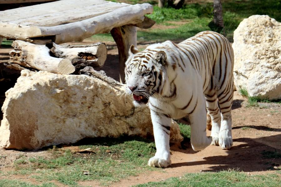 Dubai Safari Park