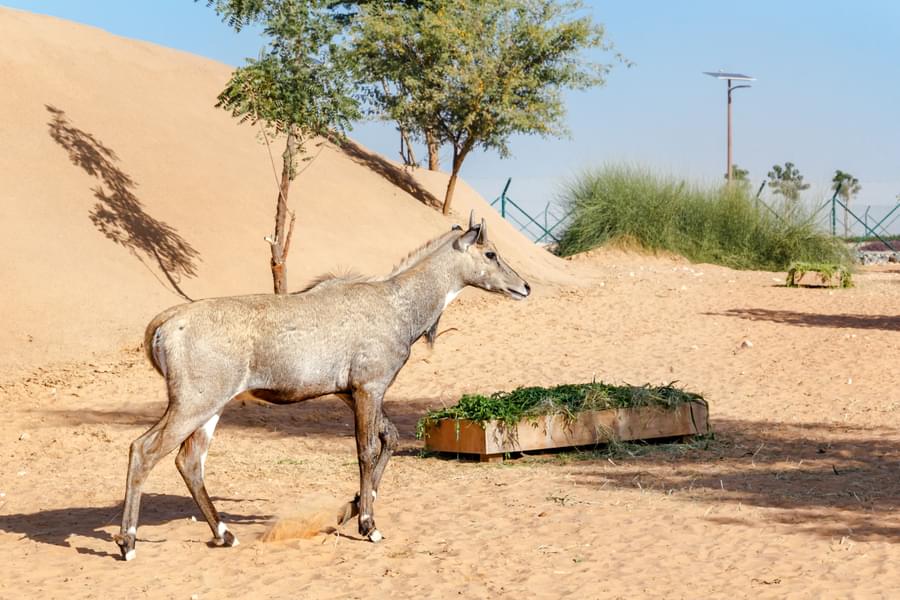 dubai desert safari park