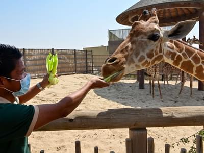 Enjoy feeding giraffe during the visit