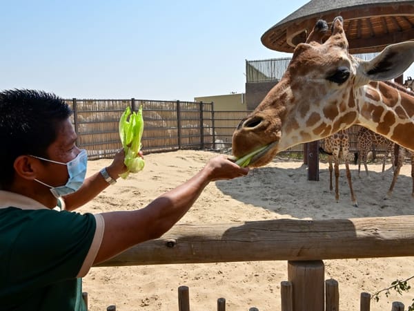 Enjoy feeding giraffe during the visit